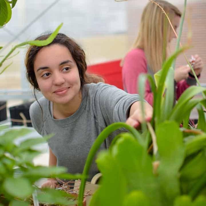 A student in the Westerman Hall greenhouse researching plants